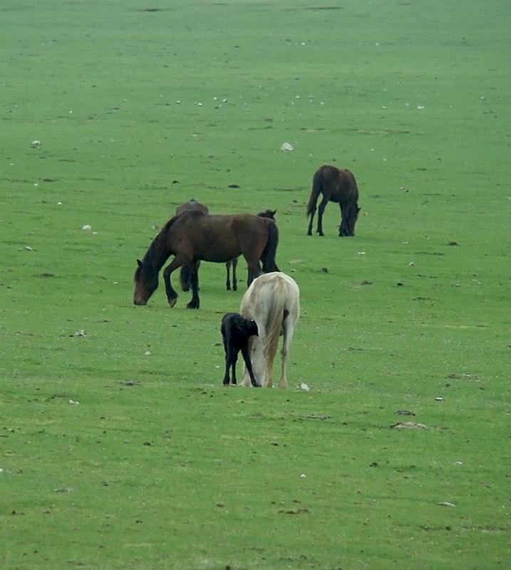 Animali al pascolo